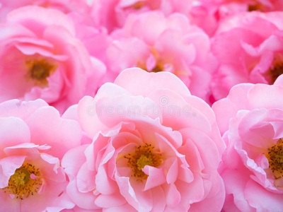 明亮的粉红色卷曲玫瑰