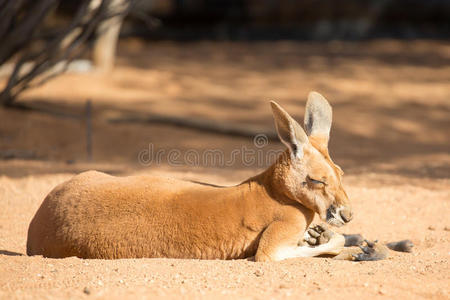澳大利亚 野生动物 可爱的 睡觉 打盹 动物 身体 放松