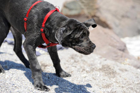 小狗 毛皮 犬科动物 哺乳动物 爪子 肖像 说谎 头发 自然