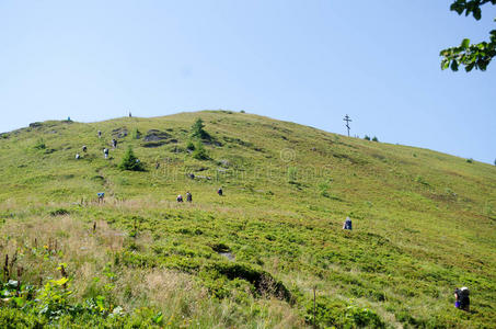 在喀尔巴阡山采集蓝莓