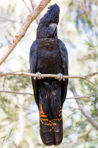 澳大利亚红尾黑色鹦鹉