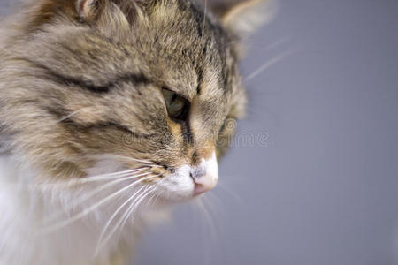 络腮胡子 小猫 食肉动物 可爱的 毛皮 西伯利亚 鼻子 动物