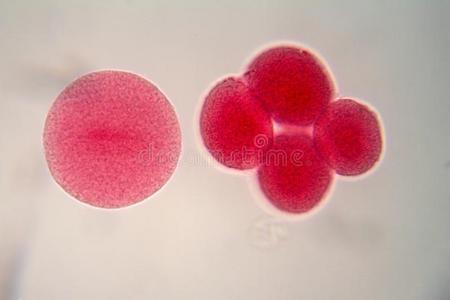 显微镜下的卵细胞。