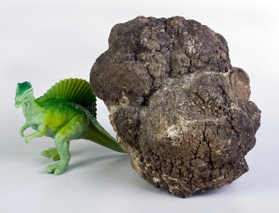恐龙粪便.照片
