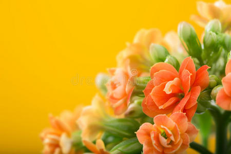 卡兰乔的花。 在橙色的背景上