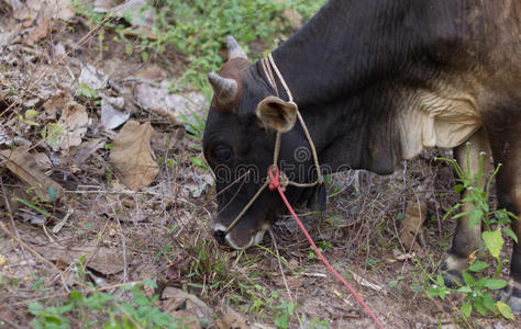 繁殖 乡村 自然 草地 领域 小母牛 干草 农场 吃草 哺乳动物