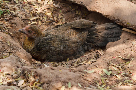 环境 国家 特写镜头 羽毛 家禽 农业 自然 母鸡 动物