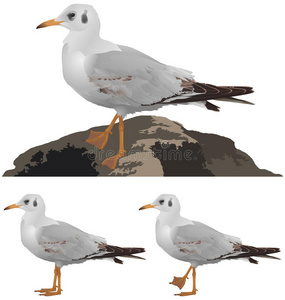 海岸线 野生动物 动物群 岩石 海鸥 自然 插图 海洋 动物