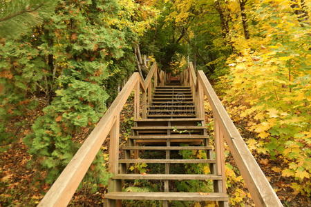 森林 美女 自然 楼梯 植被 走道 台阶
