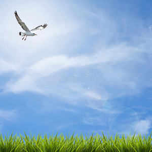 蓝天下的草，云和鸟