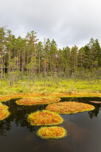 苔藓 反射 斯堪的纳维亚 风景 沼泽 环境 植物 水坑 池塘
