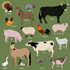 鸭子 自然 山羊 哺乳动物 家禽 动物 畜牧业 农场 育种