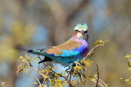 丁香胸罗拉coracias caudatus