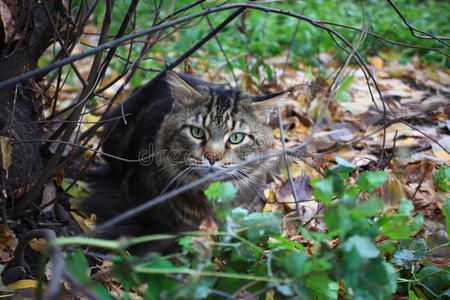 秋天森林里树下的大缅因猫