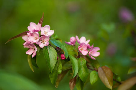 苹果花