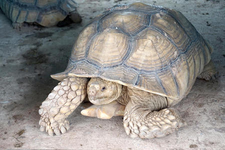 亚洲巨龟灰鹅和沼泽龟动物-线设计图标设置红色背景的