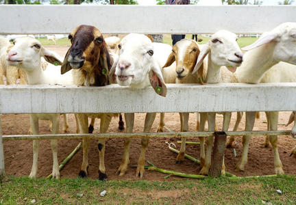 棕矮星山羊图片