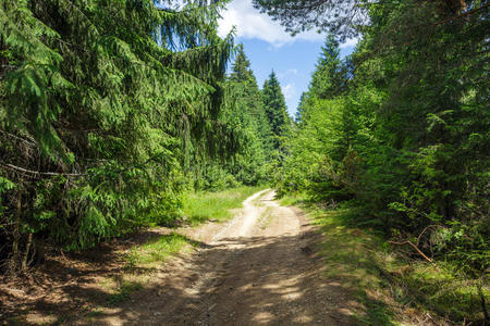 乡村公路穿过松树林