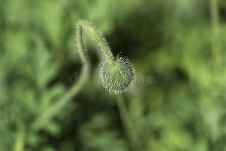 花园 草本植物 环境 农场 美丽的 集中 特写镜头 日光