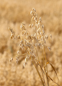 夏天 种子 作物 食物 收获 小麦 稻草 谷类食品 领域