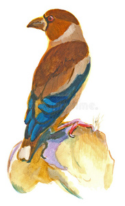 一幅手绘插图，画在白鸟，鹰雀上