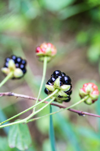 野生成熟黑莓的特写
