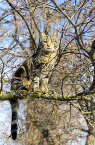 猫坐在树上很高