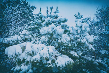 冬季雪林