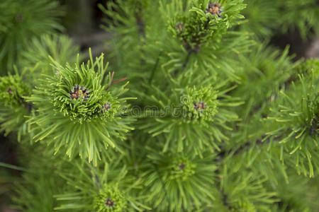 集中 十二月 新的 郁郁葱葱 分支 自然 植物区系 圣诞节