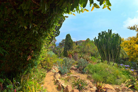 西班牙地中海海岸的植物园，布兰斯