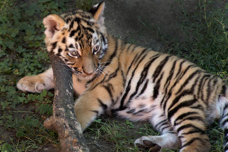 西伯利亚虎幼崽照片