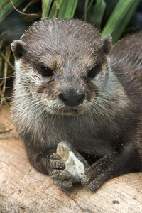 爪水獭亚洲小爪水獭帮懒小爪水獭在水中亚洲小爪水獭东方短爪水獭海狸
