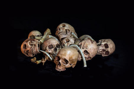 骨头和头骨图片