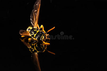 昆虫 蜘蛛 缺陷 节肢动物 反射 蝴蝶 花粉 夹克 大黄蜂