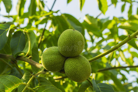 植物 食物 农场 生长 分支 自然 作物 颜色 坚果 果园