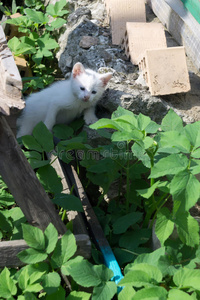 宝贝 夏天 院子 自然 毛茸茸的 甜的 小孩 运行 小猫