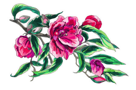 花的 美丽的 花园 绘画 浪漫的 盛开 礼物 特写镜头 粉红色