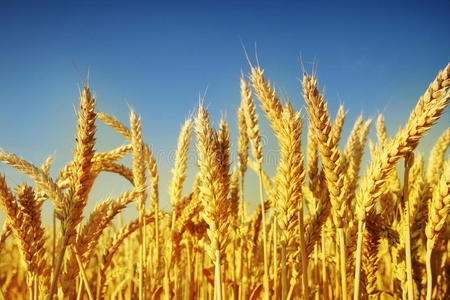作物 大麦 健康 谷类食品 农场 植物 玉米 生长 农业