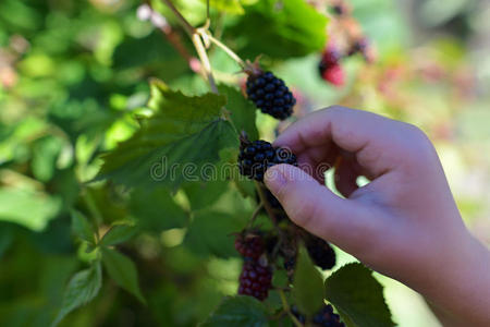 儿童 采摘 自然 小孩 食物 手指 黑莓 水果 夏天 童年