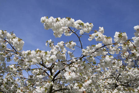 照片 植物 盛开 樱桃 季节 花园 春天 自然 花的 开花