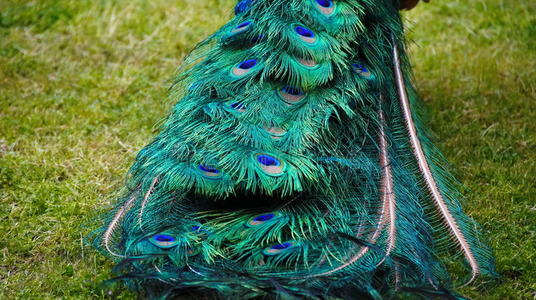 着漂亮尾巴的雄孔雀的特写镜头白色的孔雀给看它的尾羽毛孔雀张开尾巴