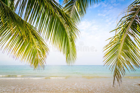 棕榈叶和热带海滩