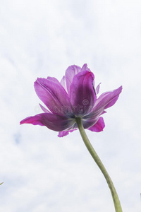 花园 天空 美丽的 郁金香 低的 植物 园艺 花瓣 颜色