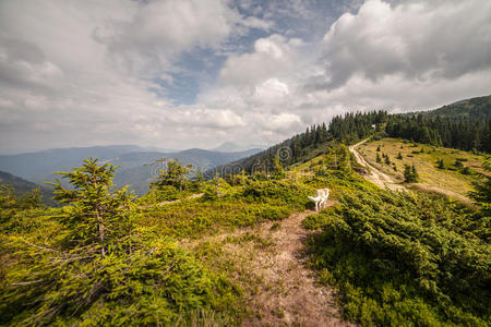 乡村 领域 山体 香味剂 场景 欧洲 风景 松树 全景图