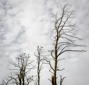 枯死的松树。 柔道，立陶宛