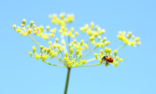 黄花瓢虫