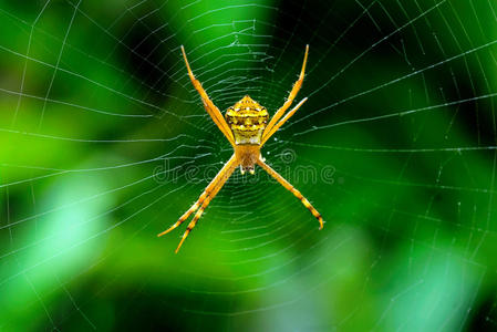 阿格 种类 昆虫 节肢动物 腹部 自然 签名 控制 蜘蛛