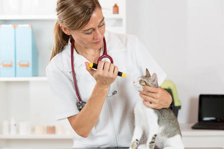 医院 健康 猫科动物 照顾 打扫 眼睛 特写镜头 实验室