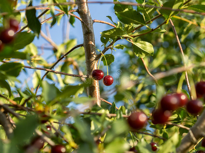 分支 集中 植物 颜色 公司 樱桃 灌木 食物 花园 水果