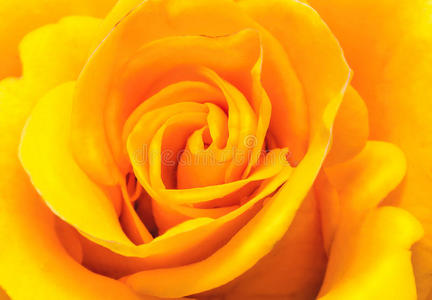 花美丽精致玫瑰黄色特写。。
